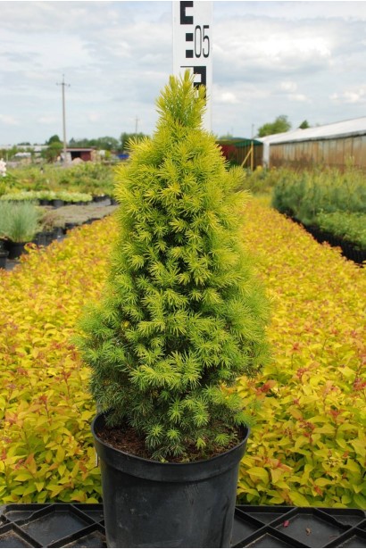 Ель Коника Майголд - 5л/вис.50-55см/Ø25-30см